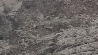 Sarp kayalıkları onlardan soruluyor: Koruma altındaki dağ keçileri sürü halinde görüldü