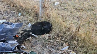 Sevdiği köpeğin ısırdığı ortaokul öğrencisi yaralandı