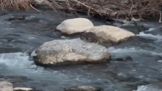 Şırnakta balık avlayan su samuru görüntülendi