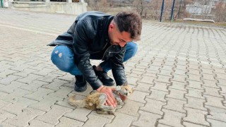 Şırnakta can çekişen kedi kalp masajıyla hayata tutundu