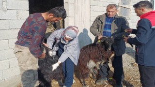 Şırnakta hayvan sağlığına yönelik kapsamlı çalışma