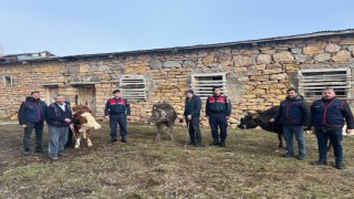 Sivasta büyükbaş hayvan çalan 4 kişi tutuklandı