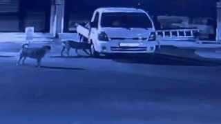 Sokak köpekleri park halindeki kamyoneti parçaladı: O anlar kamerada