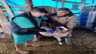 Sökede küçükbaş hayvanların aşılanması devam ediyor