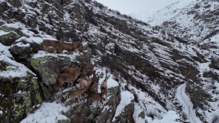 Sürü halinde gezen dağ keçileri Bayburtta drone kamerasıyla görüntülendi