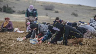Taşköprü sarımsağı toprakla buluştu
