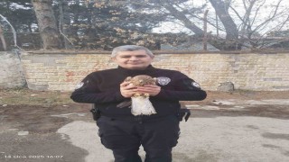 Tatvanda yaralı şahin yavrusu bulundu