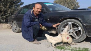 Tekere bağladığı horozuyla, tavuğunu arabasıyla birlikte satışa çıkardı