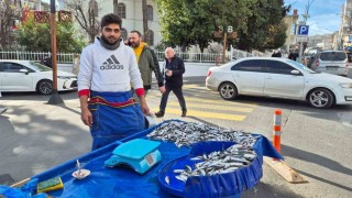 Tekirdağda hamsi ve istavrit 100 lira