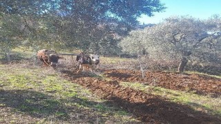 Teknolojinin işlemediği Aydın dağlarında çiftçilerin zorlu mesaisi erken başladı