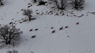 Tuncelide vadilere inen yaban keçileri görüntülendi