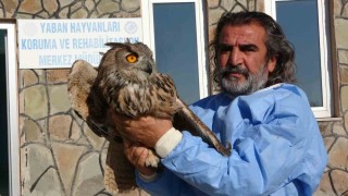 Vanda 2024 yılında 500 yaban hayvanı tedavi edildi