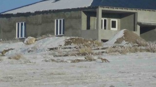 Vanda aç kalan tilkiler yerleşim yerlerine yakın yerlerde kar yiyecek aradı
