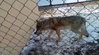 Vanda tedavisi tamamlanan kurt doğaya bırakıldı