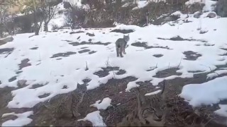Vaşakların koruma altına alınmasını istediler