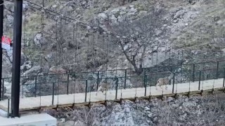 Yaban keçilerinin asma köprü üzerindeki sevimli halleri kameraya yansıdı