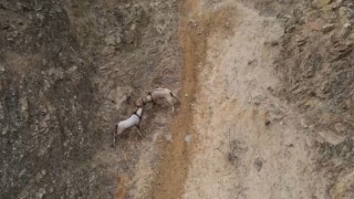 Yaban keçilerinin sarp kayalıklardaki kavgası dronla görüntülendi