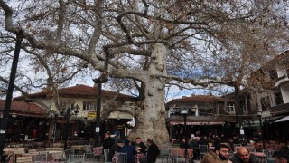 Yalvaçın 825 yıllık çınar ağacı tarihe köklü bir tanıklık yapıyor