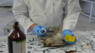 Yaralı atmacaya ilk müdahale yapıldı