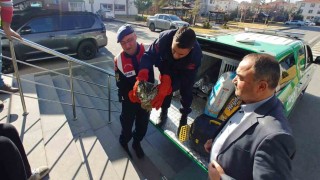 Yaralı bulunan puhu emin ellere teslim edildi