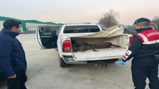 Yaralı karacayı vatandaş buldu, jandarma kurtardı