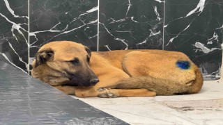 Yaralı köpek, büyükşehir ile yeniden hayata tutundu