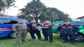 Yaralı Şahine HAYDİ şefkati