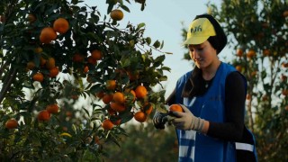 Yaş meyve ve sebze ihracat rekortmeni Altundan halka arz başvurusu