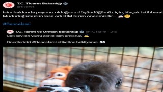 Yavru gorile isim aranıyor