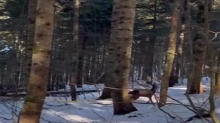 Yırtıcı hayvan saldırısı sonucu yaralandı