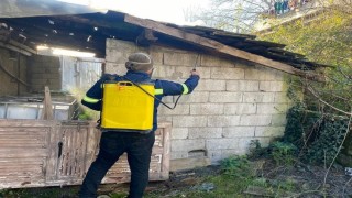 Zonguldakta kahverengi kokarcaya karşı mücadele sürüyor