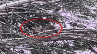 15 saat ağaçta mahsur kalan kediyi itfaiye kurtardı