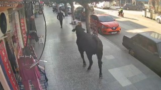 3 saatlik mücadele sonunda yakalanan angusun vatandaşı yaraladığı anlar kamerada