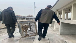 Aç kalan tilki Kocatepe Camiine sığındı
