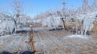 Adıyaman'da fıstık bahçesi buz tuttu