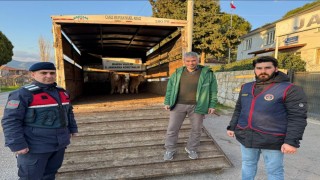 Akhisarda çalınıp Bigadiçte satılan buzağılar sahibine teslim edildi