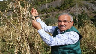 Akkuş şeker fasulyesi, Türkiye sofralarına ulaşıyor