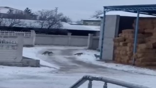 Aksarayda tilkiler saman balyalarına yuva yaptı