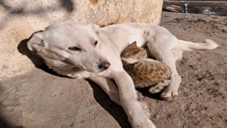 Akyakada kedi ve köpeğin dostluğu kamerada