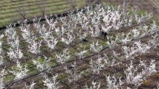 Amasyalı çiftçi 400 ağacı aşırı soğuktan korumak için dondurdu, görenler şaştı kaldı