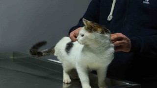 Ankarada sahibinin otoparktaki aracında 2 gün kilitli bıraktığı kedi sahiplendirilecek
