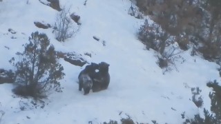 Anne ayının yavruları ile kar üzerinde oyunu fotokapana yansıdı