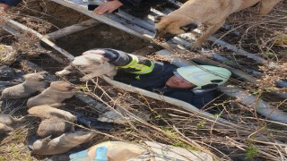 Antakyada çukura düşen yavru köpekleri itfaiye kurtardı