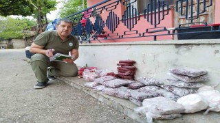 Antalyada yasa dışı avlanan 48 kilo yaban keçisi ve kızıl geyik eti buzdolabında bulundu