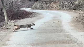Artvin´de nesli tehlike altında olan vaşak görüntülendi