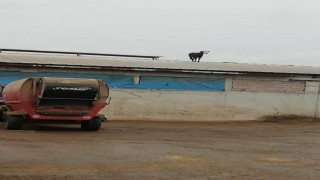 Aşıdan kaçan dana soluğu çatıda aldı