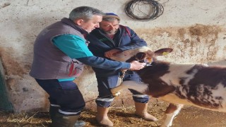Aydında şap hastalığı ile mücadele aralıksız sürüyor