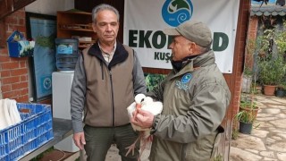 Aydında soğuktan etkilenen ‘Garip adlı leylek tedavi altına alındı