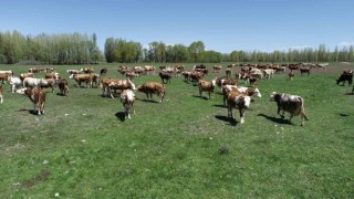 Aydıntepeli üreticiler için açılan Süt Sığırı Yetiştiricisi kursunda başvurular yarın bitiyor