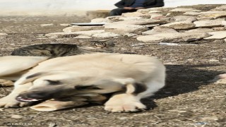 Aynı kaptan yemek yiyip sırtında gezdirdi: Kedi ile köpeğin inanılmaz dostluğu